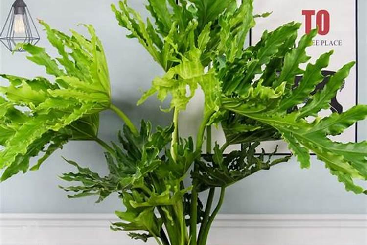 马铃薯种植当中如何合理施肥