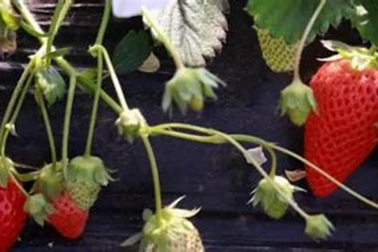 果树荔枝怎样让果实快速膨大？施肥时期上什么肥好？荔枝膨大增产肥料...