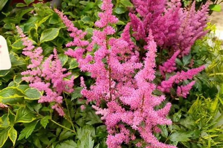 小麦灌浆期需要什么肥