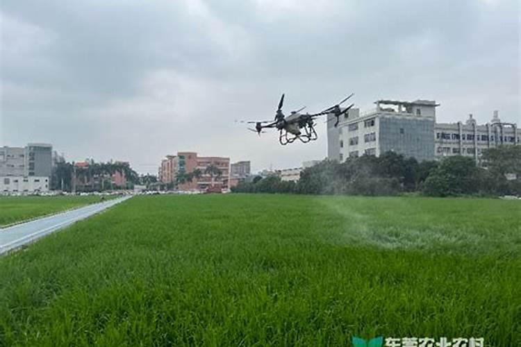 香瓜可以重茬种吗？ 需要什么药物吗？