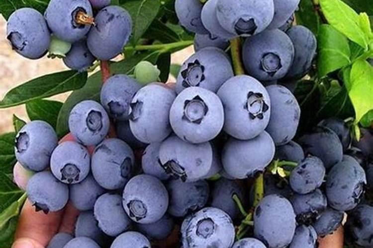 玉米苗后除草剂下雨前多长时间打有效果