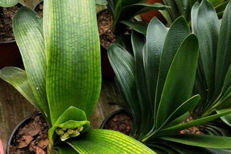 树叶怎么做肥料