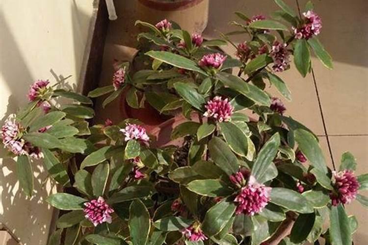 绣球修剪后还会开花吗