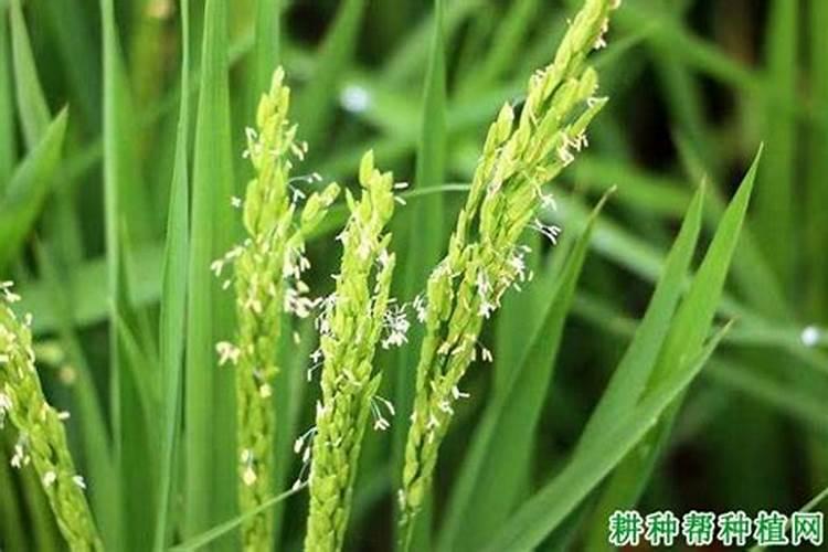 农村种植水稻,磷肥对水稻有多大的作用？