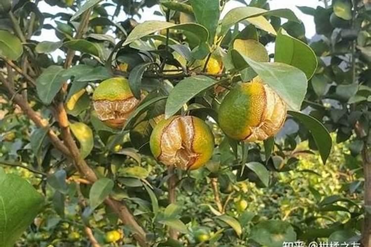 莴笋叶子变黄是却什么？