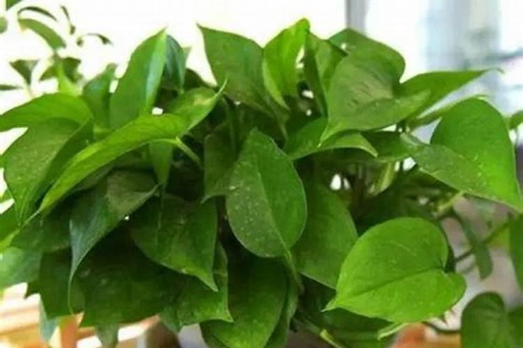 碱性地种玉米施用尿素的方法