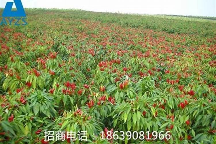 加大宝水溶肥辣椒专用是真的吗