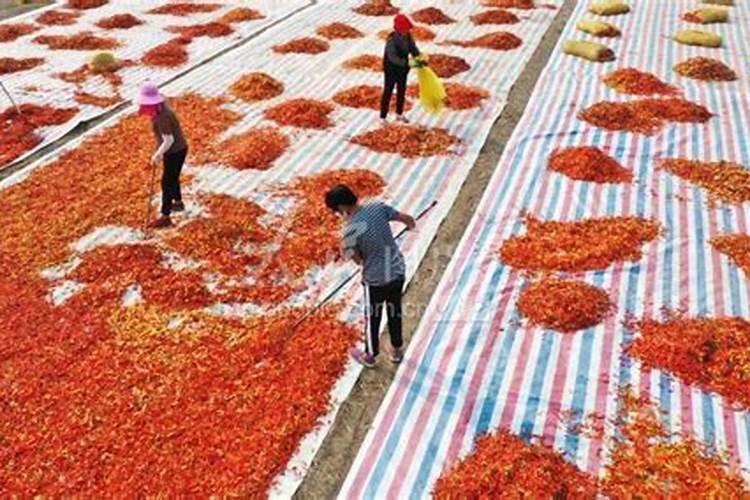 辣椒专用肥料哪种最好