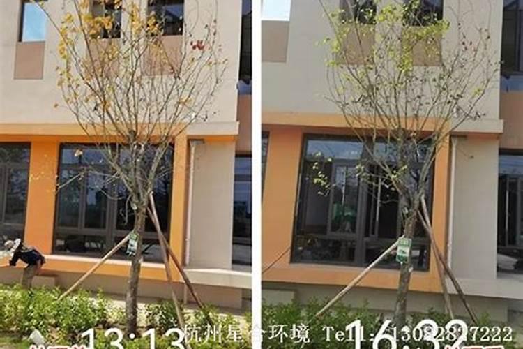 小麦在什么期间可打叶面肥？