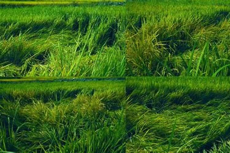 番茄高产栽培技术 番茄水肥怎么管理