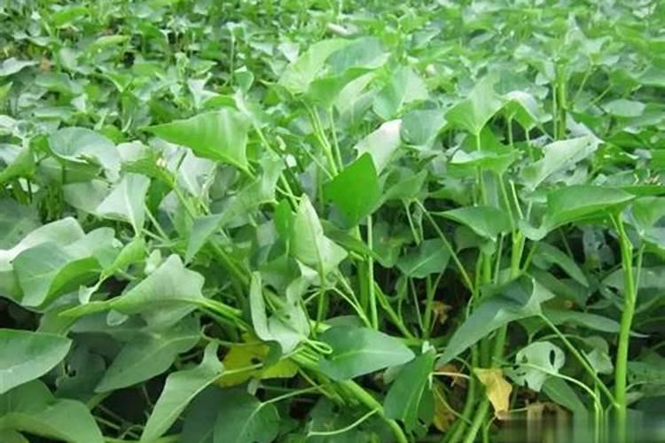 该如何防治香蕉园缺乏营养元素？