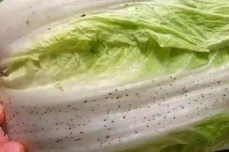 鸡蛋壳属于氮肥磷肥还是钾肥还是啥？