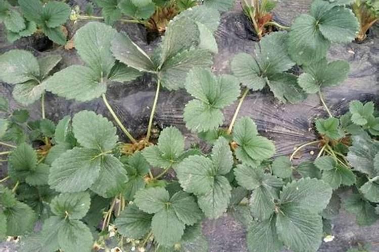 草莓种植钾肥过高的坏处？怎么调？