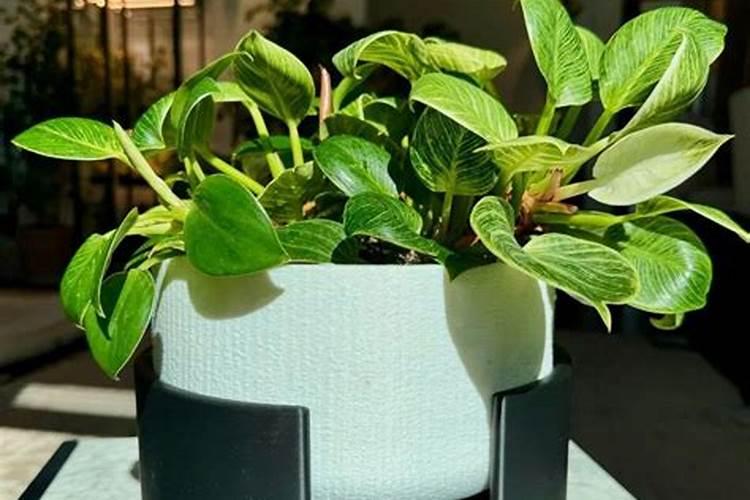 小麦一生需要多少氮磷钾肥