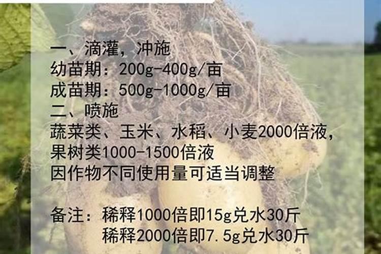 水东芥菜栽培技术