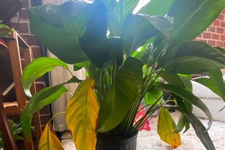 植物肥料过多枯萎了怎么办