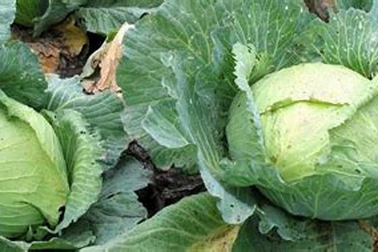 西瓜种植的田间管理技术要点