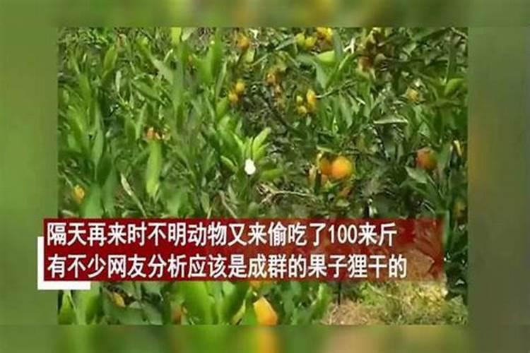 硫酸钾和氮磷钾复合肥有什么区别？还有,尿素.碳酸氢氨.氮.磷.钾对作物...