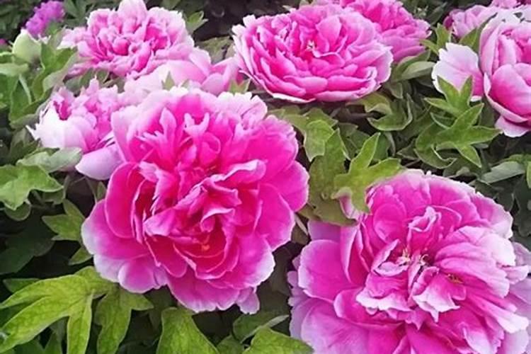 牡丹在开花的时候可以施肥吗牡丹需要怎么施肥