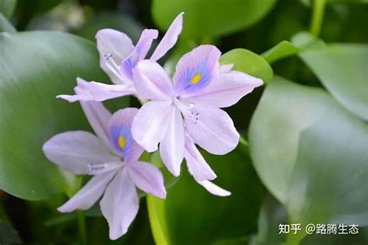 中国化肥十大化肥品牌排行榜