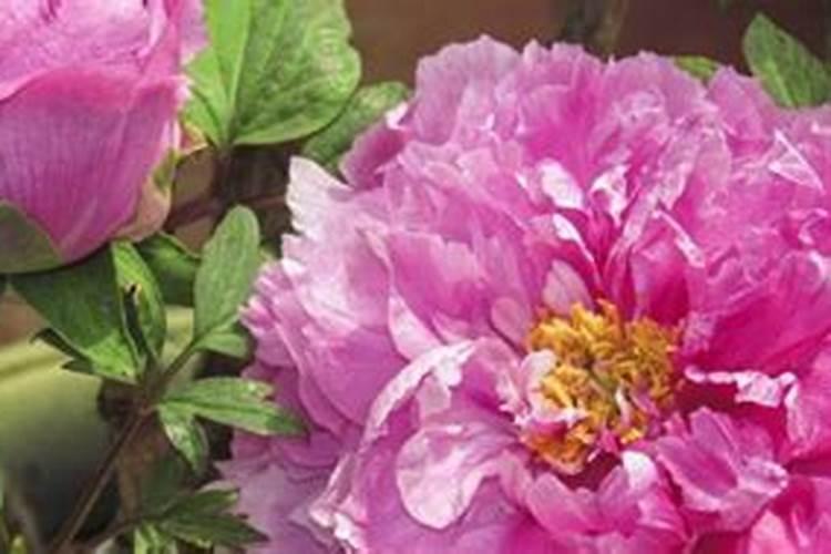 核桃树用什么肥料最好