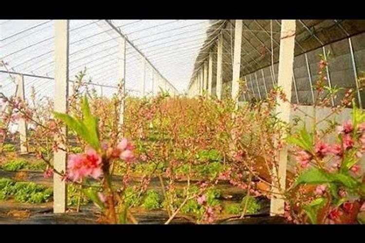 我的大棚樱桃树现在缺钾但是我害怕喷完磷酸二氢钾后提前开花请问我现...