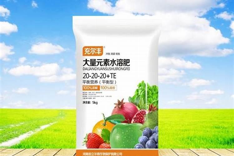 琴叶榕老掉叶子是怎么回事 琴叶榕老掉叶子怎么补救