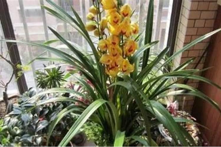 大花蕙兰施肥方法 怎样给大花蕙兰施肥