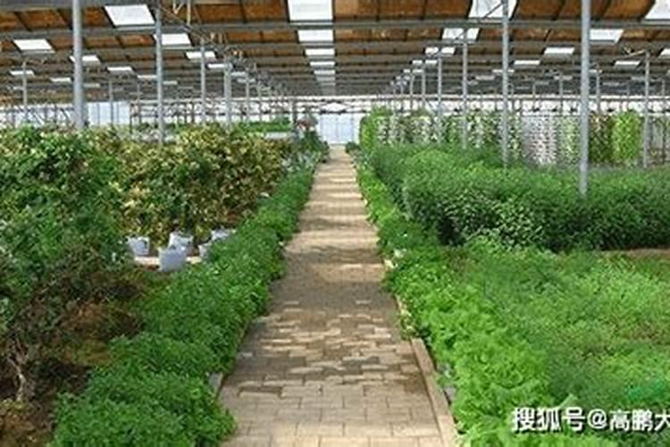 什么叶面肥最好 叶面肥哪个好