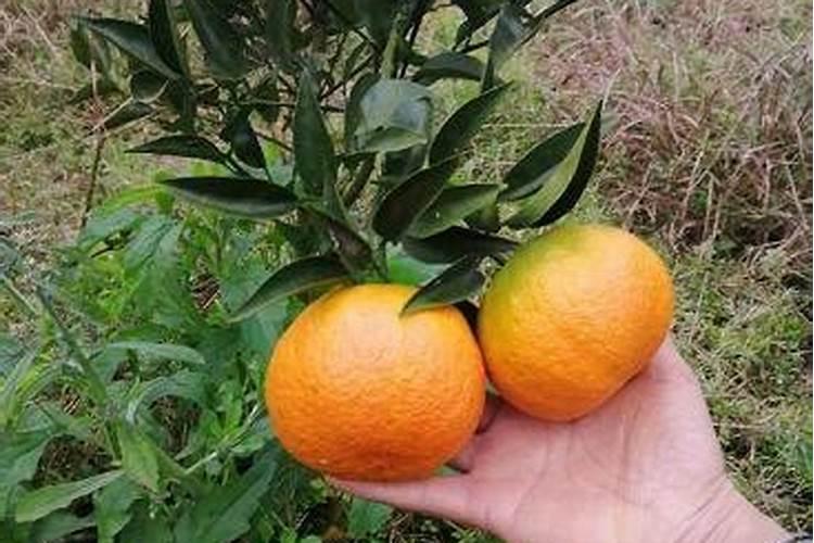 挂果的沙糖桔黄叶落叶什么原因