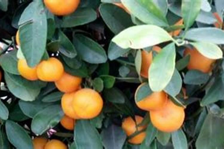 砂糖桔果树叶子发黄,该怎么办？