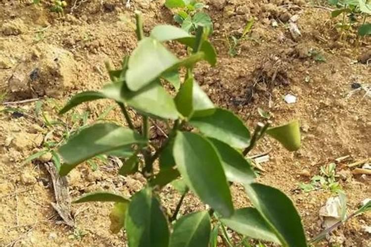 沙糖桔环剥过度叶子发黄怎么办,是不是耍淋什么肥料使树叶转绿？