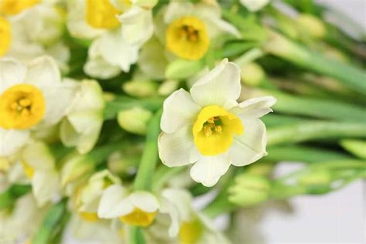 雅苒的那款叶面肥适合玉米田用