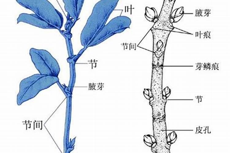 树木长粗用什么肥料？
