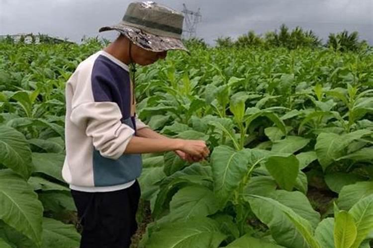 烟草专用肥厂家批发？烤烟用那种肥料效果好？促花保果抗病肥调色师!
