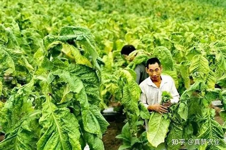 烤烟一次冲施多少肥料？烤烟用叶面肥比较好？烤烟喷施昆仑风