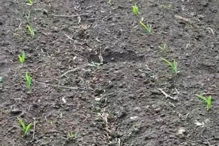 尿素可以水溶后施肥吗 尿素能水溶后施肥吗