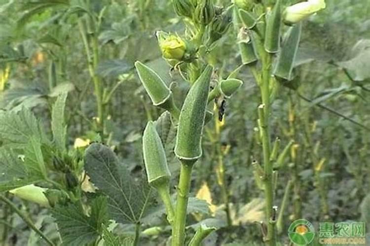 结秋葵了要怎么管理