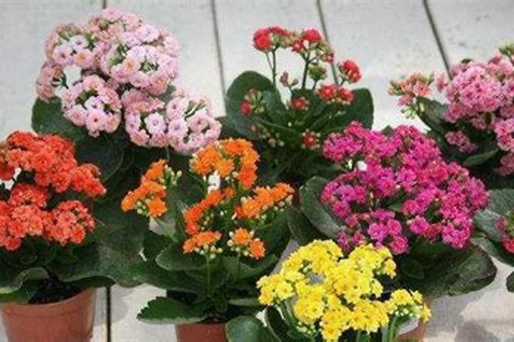 长寿花扦插多久施肥