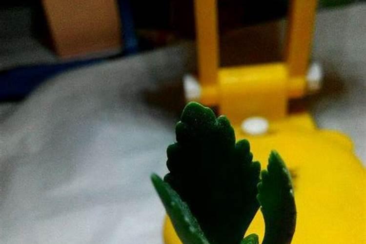 在栽种长寿花的时候,需要施几次肥？各在什么时间段施？