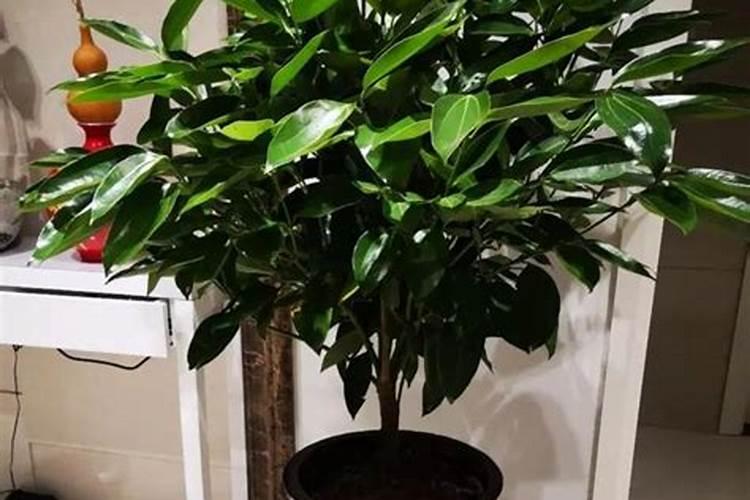 连阴天的时候用什么手段让水果变甜？