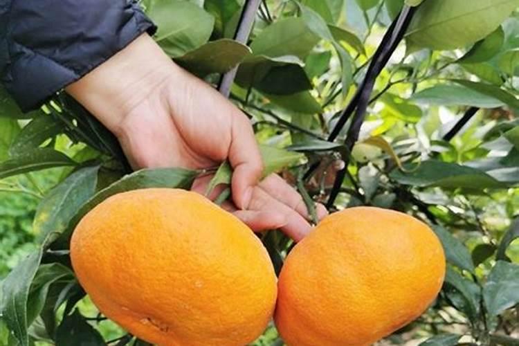 火龙果能和葡萄一块儿吃吗