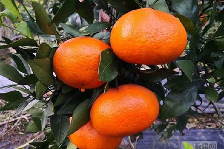 茨菇洋葱黑木耳能一起炒吗？