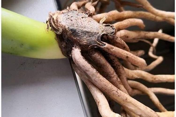 怎么种西瓜 从长苗到瓜熟都施什么肥料 有什么注意的事项 小白第一次种...