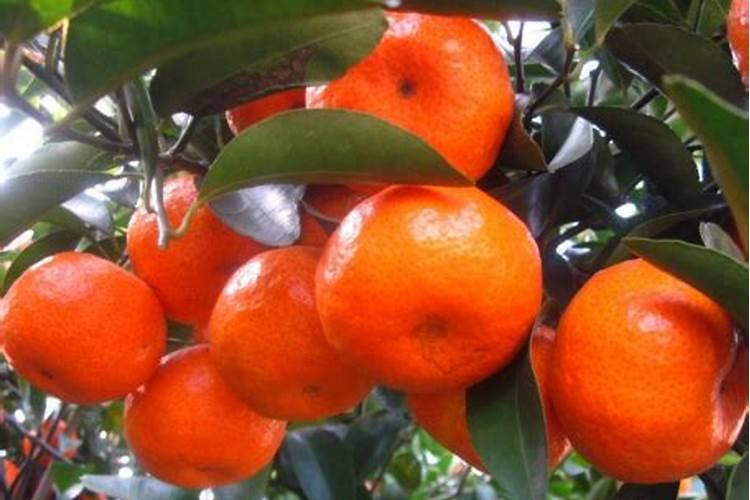 施肥小技巧:“葡萄用什么高钾水溶肥”