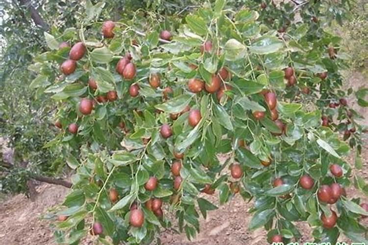 小麦底肥用硫酸钾好还是硫酸钾镁好？