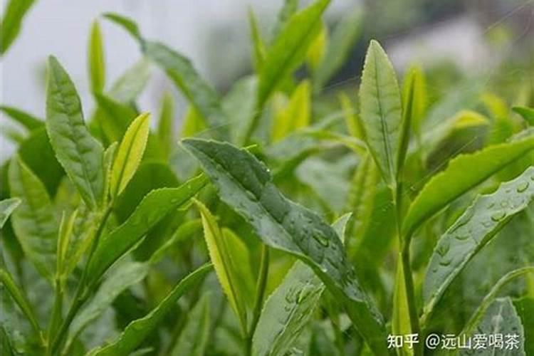 安琪福邦生物有机肥怎么样