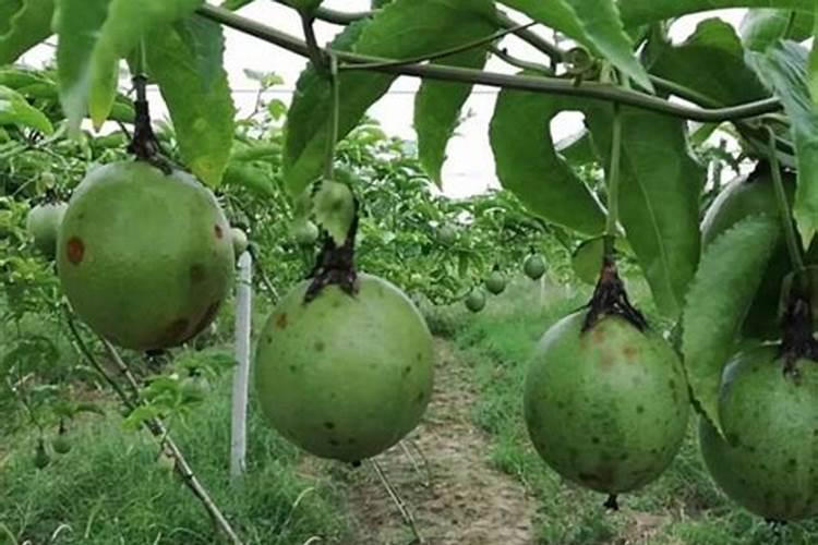 为什么百香果只长叶不开花不结果