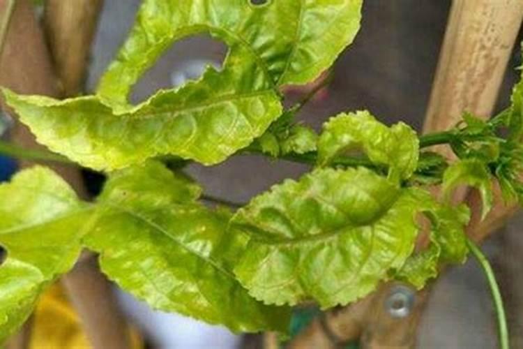 百香果施什么肥好 百香果用什么肥料最好