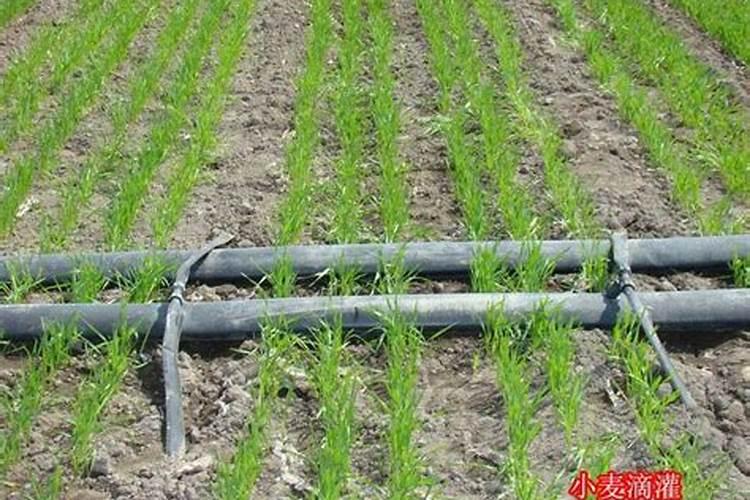 磷酸二氢钾使用方法有哪些